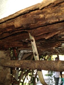 termite damages